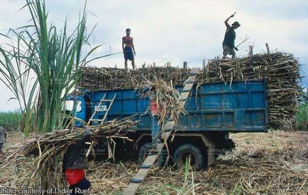 9 sugarcane workers massacred in Negros hacienda Palace orders 'thorough, impartial' investigation on Negros f