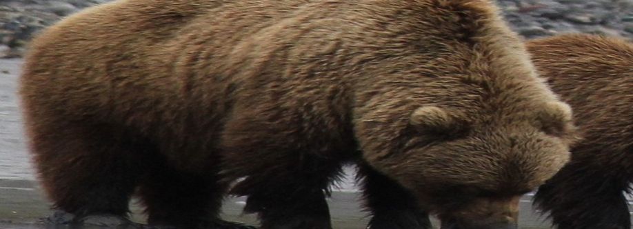Bear Viewing in Alaska Cover Image