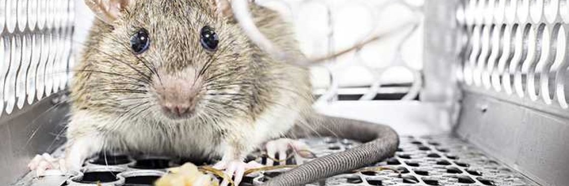 Rodent Control Brisbane Cover Image