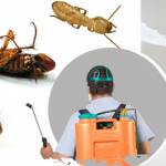 Best Pest Control Coorparoo profile picture