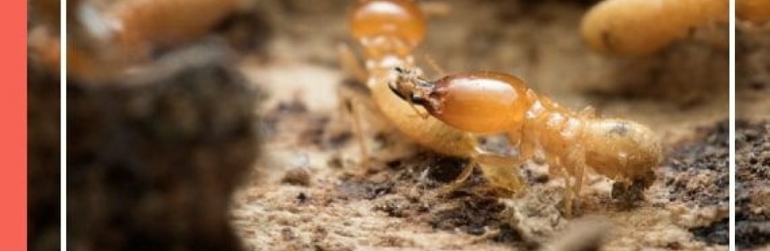 Termite Control Adelaide Cover Image