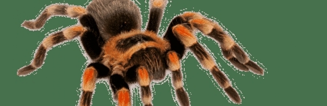 Spider Control Canberra Cover Image
