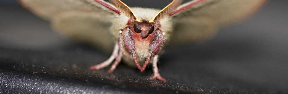 Moth Control Adelaide Cover Image