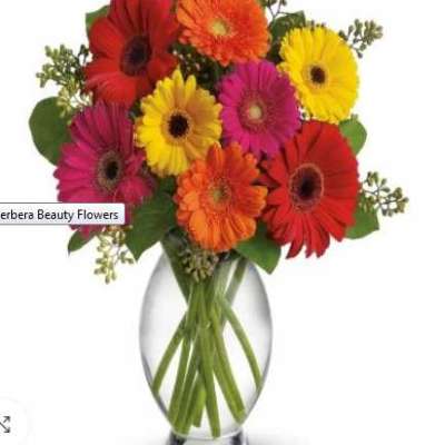 Buy  Gerbera Beauty Flowers Profile Picture