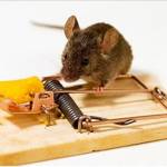 CBD Mice Control Melbourne Profile Picture